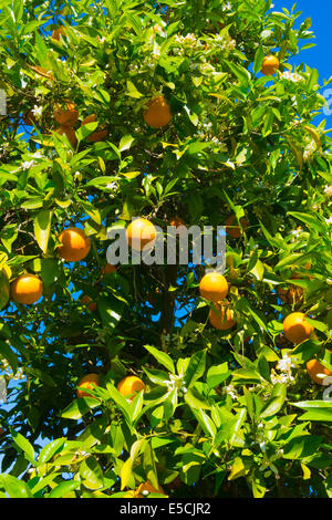 Orange Grove, Serra de Monchique, Algarve, Portugal, Europe Banque D'Images