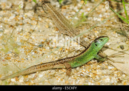 Les Lézards de sable - Lacerta agilis mâle à femelle derrière Banque D'Images