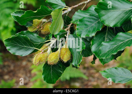 Arbre généalogique sur mât hêtre - Fagus sylvatica Banque D'Images
