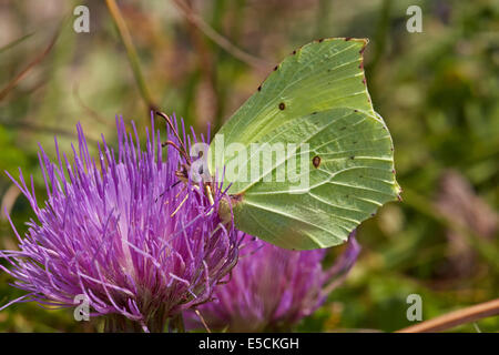 Brimstone Butterfly (mâle) se nourrissant de thistle. Collard Hill, Rue, Somerset, Angleterre. Banque D'Images