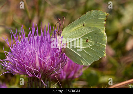 Brimstone Butterfly (mâle) se nourrissant de thistle. Collard Hill, Rue, Somerset, Angleterre. Banque D'Images