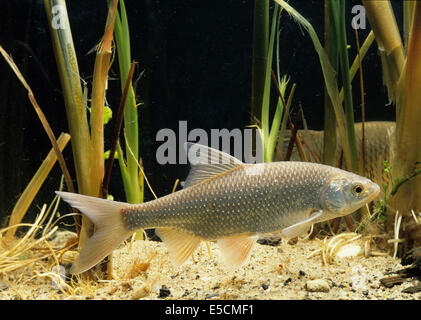 Le gardon (Rutilus rutilus commun) Banque D'Images