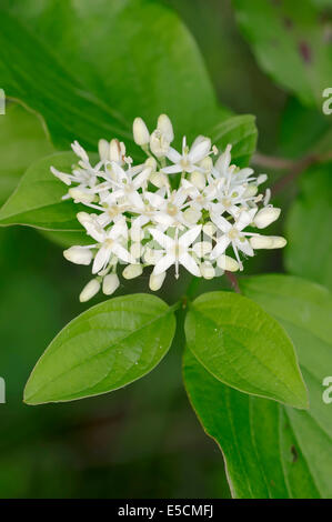 Cornouiller (Cornus sanguinea commune) fleurs, Rhénanie du Nord-Westphalie, Allemagne Banque D'Images