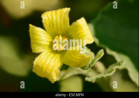 (Ecballium elaterium Squirting cucumber), oranger, Rhénanie du Nord-Westphalie, Allemagne Banque D'Images