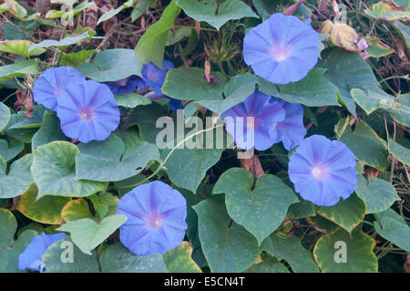 Purple morning glory (Ipomoea purpurea), de l'Ems, Basse-Saxe, Allemagne Banque D'Images