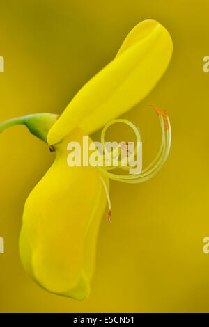 Dyer's broom (Genista tinctoria), fleur, de l'Ems, Basse-Saxe, Allemagne Banque D'Images