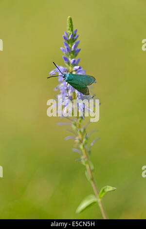 Véronique des champs (Veronica spicata dopés) avec Adscita statices Forester (vert), de l'Ems, Basse-Saxe, Allemagne Banque D'Images