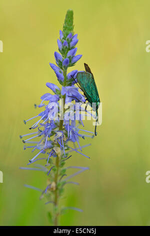 Véronique des champs (Veronica spicata dopés) avec Adscita statices Forester (vert), de l'Ems, Basse-Saxe, Allemagne Banque D'Images