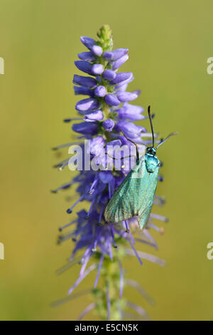 Véronique des champs (Veronica spicata dopés) avec Adscita statices Forester (vert), de l'Ems, Basse-Saxe, Allemagne Banque D'Images