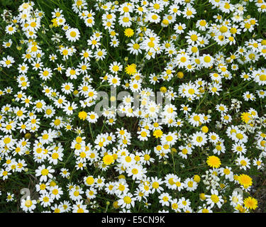 Flower meadow avec marguerites, Andalousie, Espagne Banque D'Images