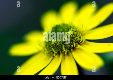 Zinnia rampant mexicain (Sanvitalia procumbens "Arci solaris"), la floraison Banque D'Images