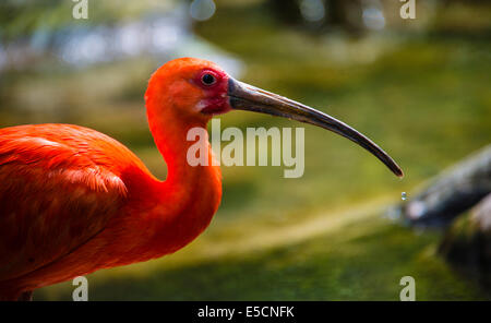 Ibis rouge (Eudocimus ruber), portrait d'animaux Banque D'Images