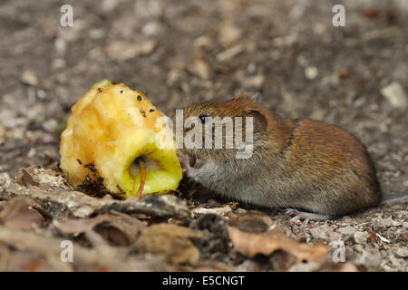 Campagnol roussâtre (Myodes glareolus) manger une pomme carottes, Croatie Banque D'Images