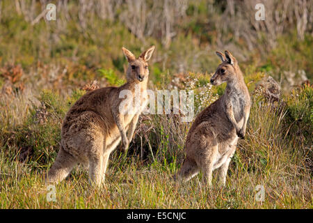 Les kangourous gris de l'Est (Macropus giganteus), adulte, la paire, Wilsons Promontory National Park, Victoria, Australie Banque D'Images