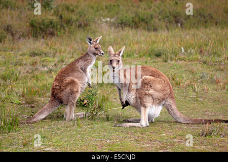 Les kangourous gris de l'Est (Macropus giganteus), adulte, la paire, Wilsons Promontory National Park, Victoria, Australie Banque D'Images