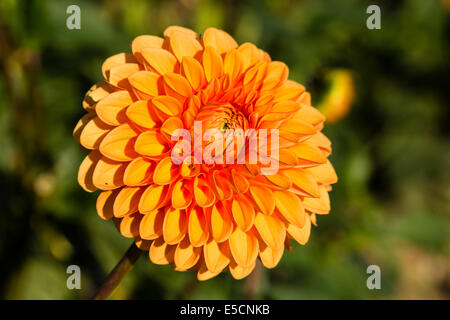 Le dahlia (Dahlia sp.), Hesse, Allemagne Banque D'Images