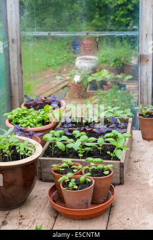 Cultivés en pot Sweet, violet et le Basilic thaï en serre avec bol de tomates fraîches Banque D'Images