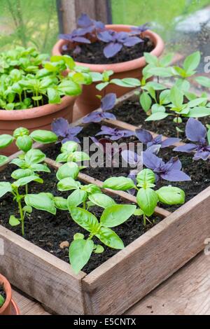 Cultivés en pot Sweet, violet et le Basilic thaï en serre avec bol de tomates fraîches Banque D'Images