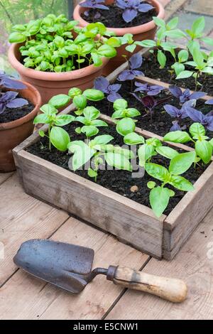 Cultivés en pot Sweet, violet et le Basilic thaï en serre avec bol de tomates fraîches Banque D'Images