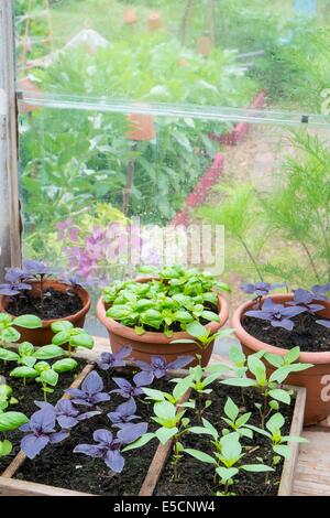 Cultivés en pot Sweet, violet et le Basilic thaï en serre avec bol de tomates fraîches Banque D'Images