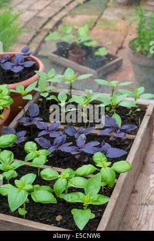 Cultivés en pot Sweet, violet et le Basilic thaï en serre avec bol de tomates fraîches Banque D'Images