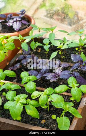 Cultivés en pot Sweet, violet et le Basilic thaï en serre avec bol de tomates fraîches Banque D'Images