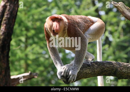 En colère et excitée mâle mature ou Proboscis Monkey long nez (Nasalis larvatus) screamin bruyamment Banque D'Images