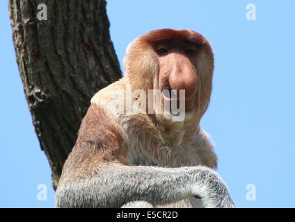 Homme ou Proboscis Monkey bec long (Nasalis larvatus), close-up de la partie supérieure du corps et de la tête Banque D'Images