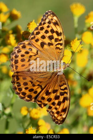 Des-lavé fritillary (Argynnis paphia), se nourrissant sur une fleur jaune Banque D'Images