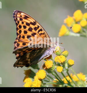 Des-lavé fritillary (Argynnis paphia), se nourrissant sur une fleur jaune Banque D'Images