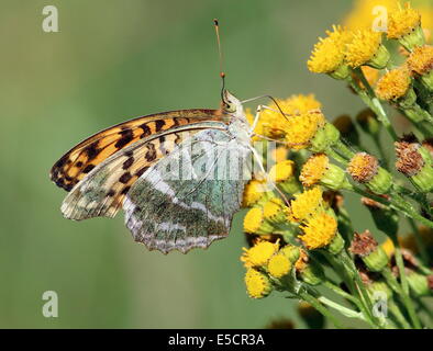 Des-lavé fritillary (Argynnis paphia), se nourrissant sur une fleur jaune Banque D'Images