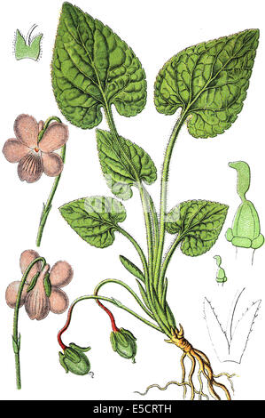 Viola hirta est une espèce de plantes du genre Viola. Il est également appelé violet poilu Banque D'Images