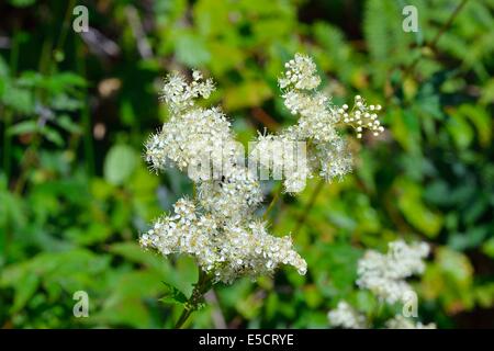 La reine-des-prés (Filipendula ulmaria) floraison en été Banque D'Images