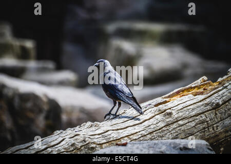 Noir corbeau s'appuyant sur une branche d'arbre Banque D'Images