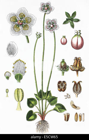 Parnassia palustris, communément appelé l'herbe des marais-de-Parnasse, le nord de l'herbe-de-Parnasse, et Bog-star Banque D'Images