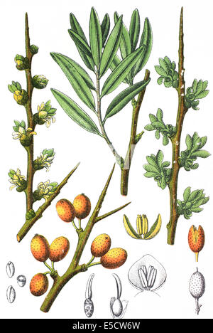 Hippophae rhamnoides argousier commune, Banque D'Images