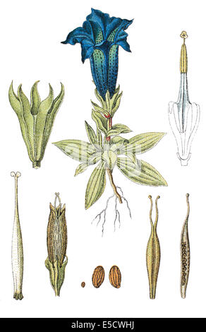 Gentiane acaule (Gentiana acaulis, Banque D'Images