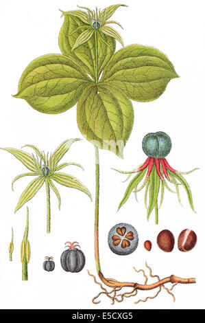 Herb Paris, Amateur's Knot, Paris quadrifolia Banque D'Images