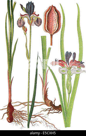 Gauche : Iris sibirica Iris de Sibérie, ou pavillon de Sibérie. Droite : Grass-Leaved Drapeau, Iris graminea Banque D'Images