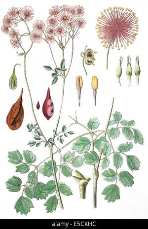 Thalictrum aquilegiifolium, une plus grande meadow-rue, columbine meadow-rue, et de l'anglais meadow-rue Banque D'Images