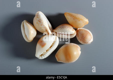 Indian Cowrie Shell Banque D'Images