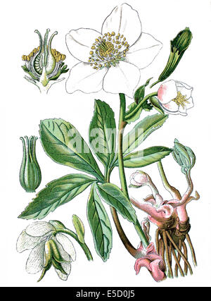 Rose de Noël ou black hellebore Helleborus niger, Banque D'Images