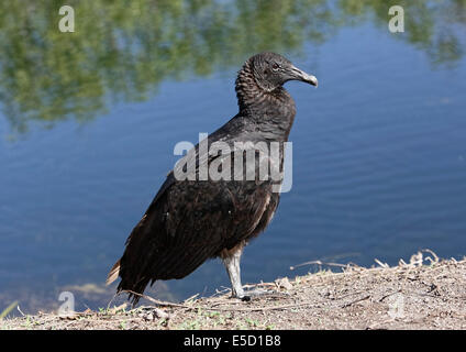 Urubu noir (Coragyps atratus) perching par l'eau Banque D'Images