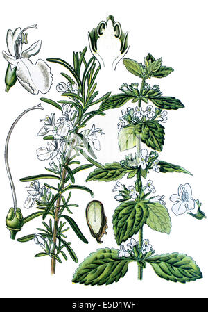 Gauche : le romarin, Rosmarinus officinalis. droite : la mélisse, Melissa officinalis Banque D'Images