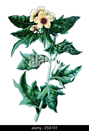 La morelle noire ou puant, Hyoscyamus niger jusquiame Banque D'Images