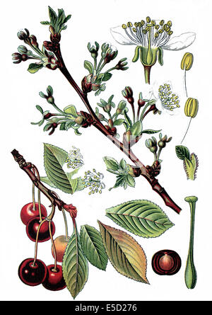 Le griottier, ou tart cherry cerise sauvage, Prunus cerasus Banque D'Images