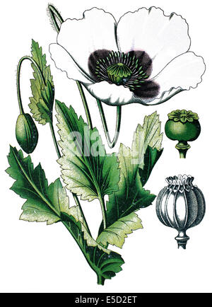 Le pavot à opium, Papaver somniferum Banque D'Images