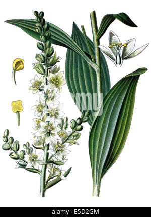 Faux helleborine, white hellebore hellebore blanc, Européen, blanc, veratrum Veratrum album Banque D'Images