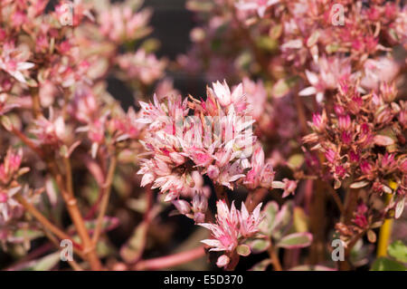 Fleurs de Sedum Spurium communément appelé Stonecrops Banque D'Images