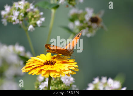 Pyronia tithonus Gatekeeper (papillon) sur une fleur de souci (Calendula). Dans l'arrière-plan sont les fleurs de marjolaine et une abeille Banque D'Images